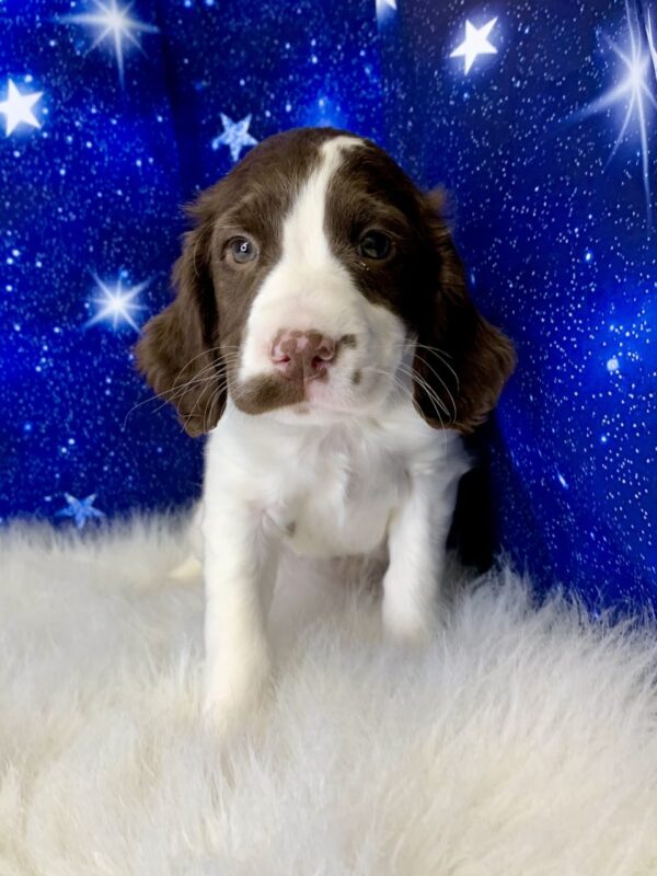 elsa3-600x800 Elsa (Female) English Springer Spaniel $1899.99