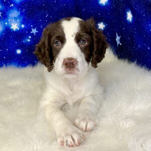 eric-300x300 Eric (Male) English Springer Spaniel $1899.99