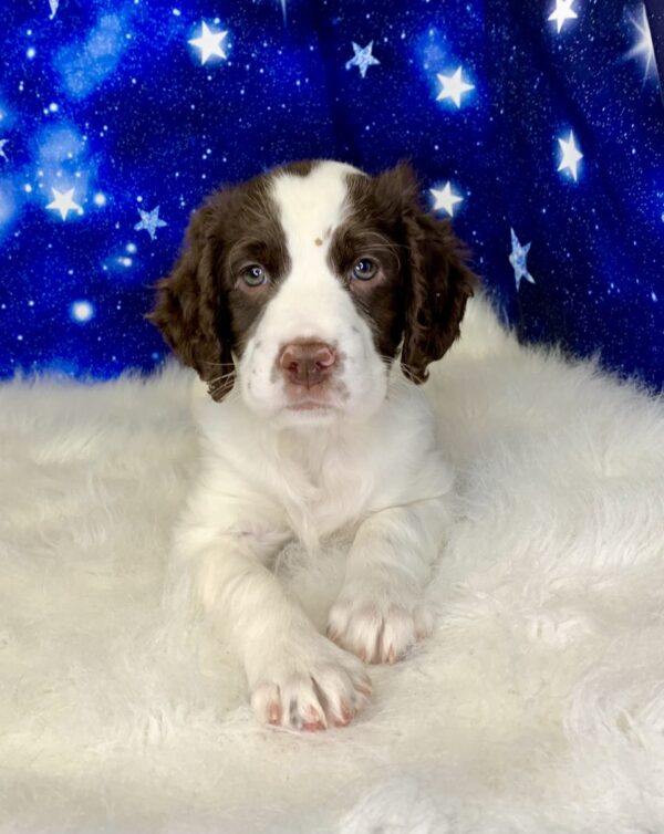 eric-600x754 Eric (Male) English Springer Spaniel $1899.99