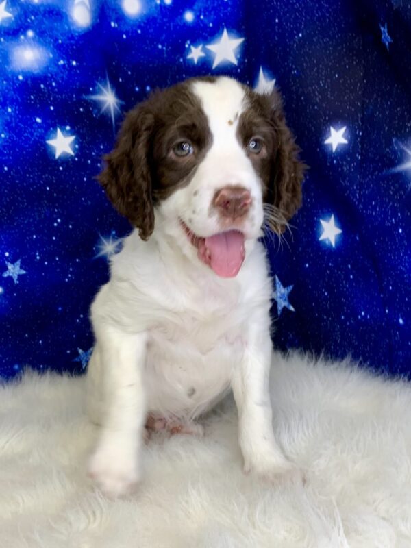 eric2-600x800 Eric (Male) English Springer Spaniel $1899.99