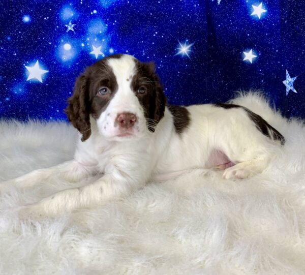 eric4-600x541 Eric (Male) English Springer Spaniel $1899.99