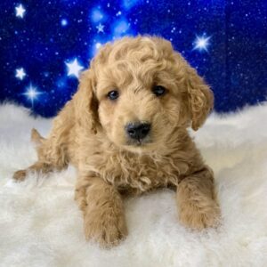 gabe-300x300 Gabe (Male) Goldendoodle $1899.99 (Found Loving Home)