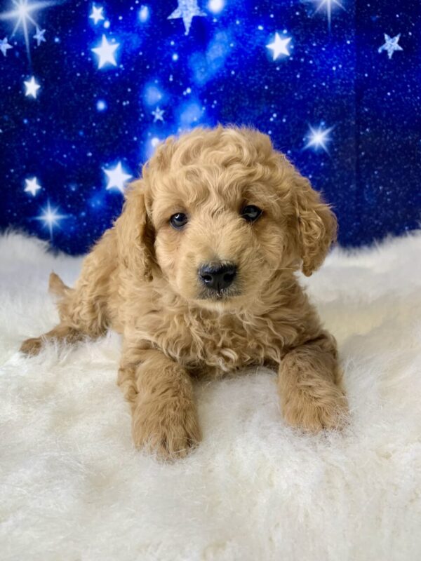 gabe-600x800 Gabe (Male) Goldendoodle $1899.99 (Found Loving Home)