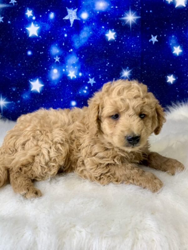 gabe1-600x800 Gabe (Male) Goldendoodle $1899.99 (Found Loving Home)