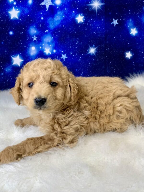 gabe2-600x800 Gabe (Male) Goldendoodle $1899.99 (Found Loving Home)