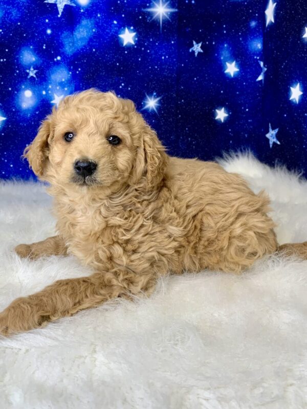 gabe3-600x800 Gabe (Male) Goldendoodle $1899.99 (Found Loving Home)