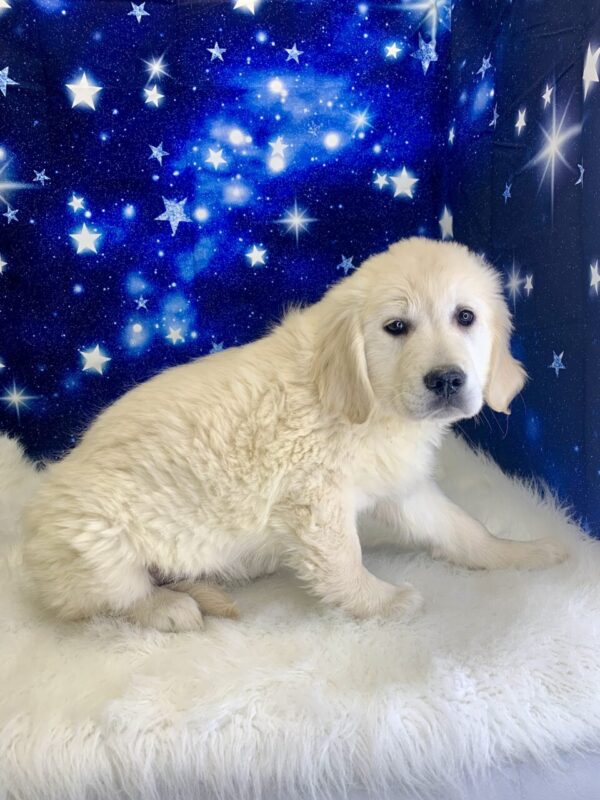 gardina2-600x800 Gardenia (Female) Golden Retriever $1899.99 (Found Loving Home)