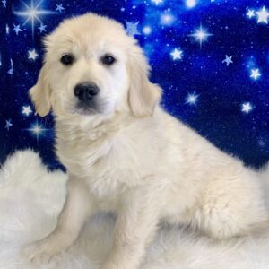 gardinia-300x300 Gardenia (Female) Golden Retriever $1899.99 (Found Loving Home)