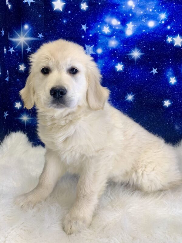 gardinia-600x800 Gardenia (Female) Golden Retriever $1899.99 (Found Loving Home)