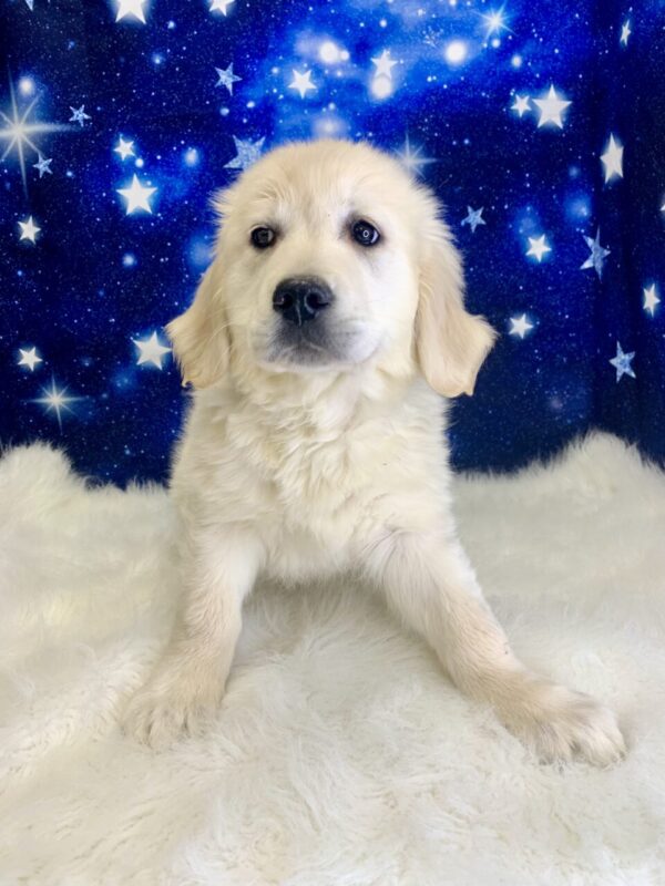 gardinia1-600x800 Gardenia (Female) Golden Retriever $1899.99 (Found Loving Home)