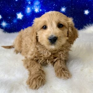 gertie-300x300 Gerty (Female) Goldendoodle $1899.99