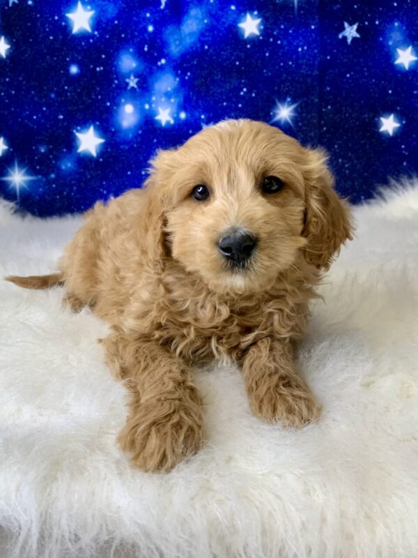 gertie-600x800 Gerty (Female) Goldendoodle $1899.99