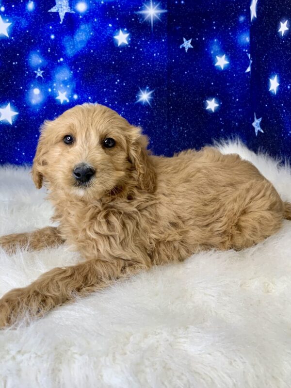 gertie1-600x800 Gerty (Female) Goldendoodle $1899.99