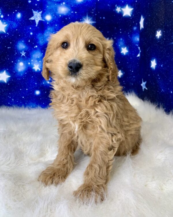 gertie2-600x751 Gerty (Female) Goldendoodle $1899.99