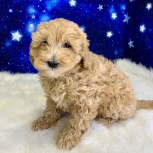 gibson-300x300 Gibson (Male) Goldendoodle $1899.99 (Found Loving Home)