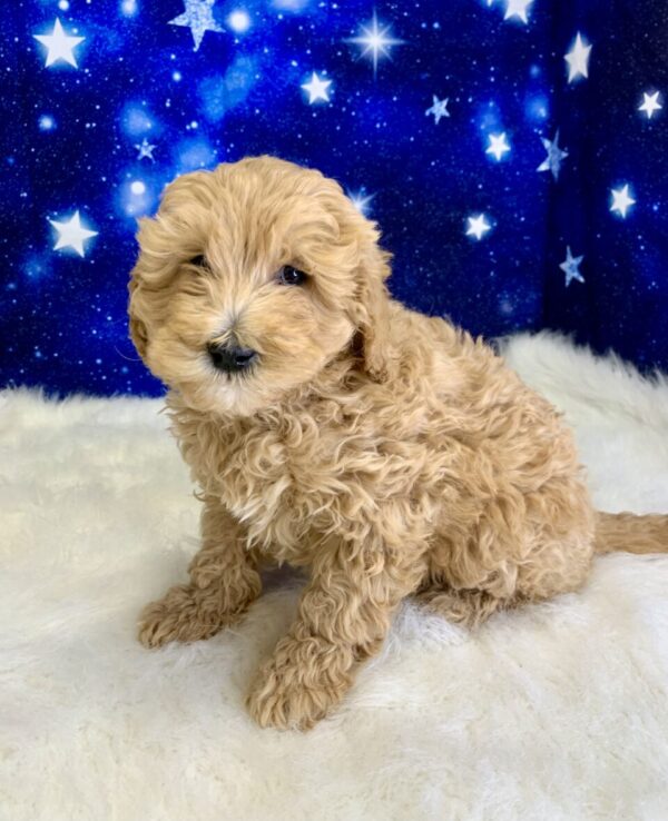 gibson-600x738 Gibson (Male) Goldendoodle $1899.99 (Found Loving Home)