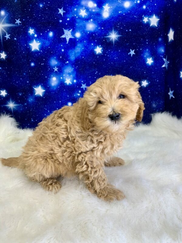 gibson1-600x800 Gibson (Male) Goldendoodle $1899.99 (Found Loving Home)