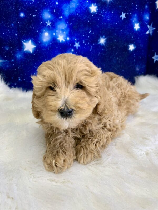 gibson2-600x800 Gibson (Male) Goldendoodle $1899.99 (Found Loving Home)