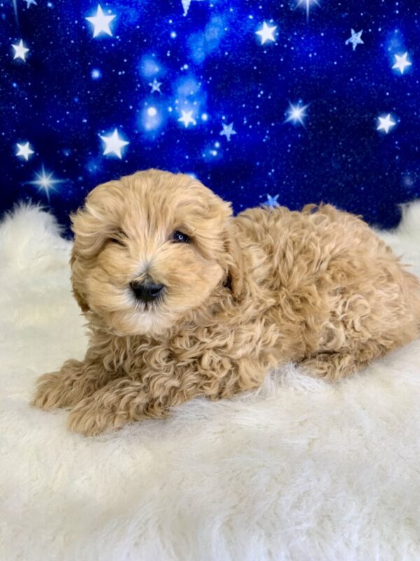 gibson3-600x800 Gibson (Male) Goldendoodle $1899.99 (Found Loving Home)