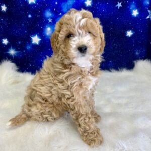gillian-300x300 Gillian (Female) Goldendoodle $1899.99 (Found Loving Home)