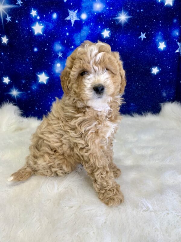 gillian-600x800 Gillian (Female) Goldendoodle $1899.99 (Found Loving Home)