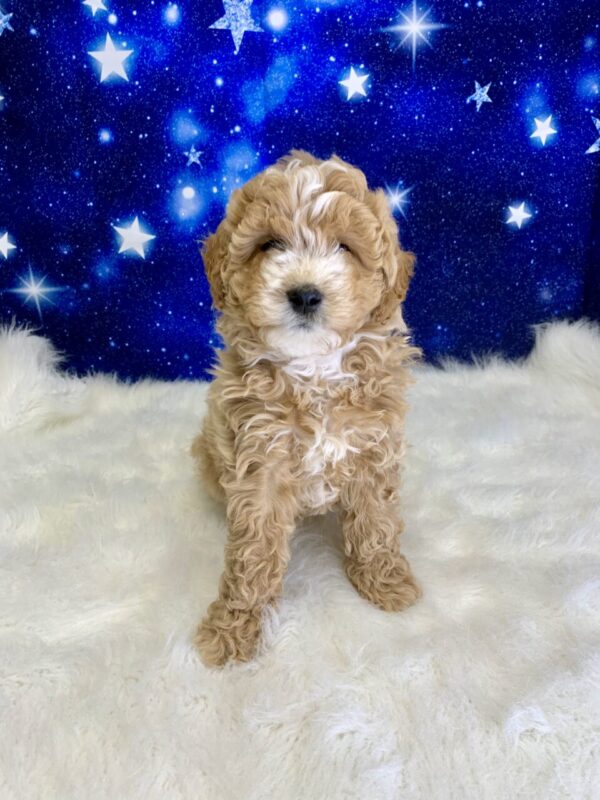 gillian1-600x800 Gillian (Female) Goldendoodle $1899.99 (Found Loving Home)
