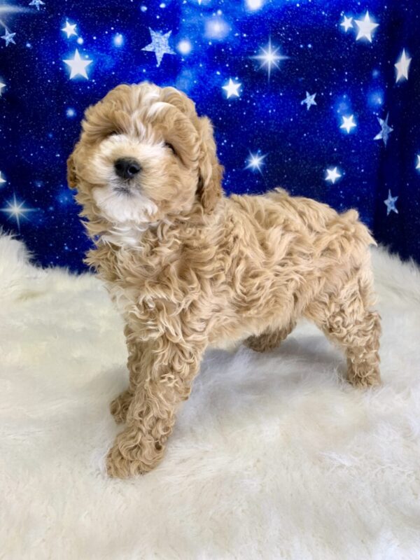 gillian2-600x800 Gillian (Female) Goldendoodle $1899.99 (Found Loving Home)