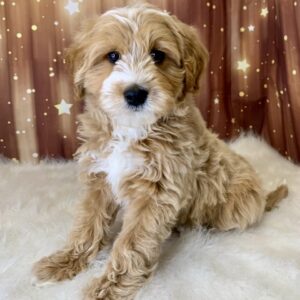 gino-300x300 Gino (Male) Breed $1899.99 (Found Loving Home)