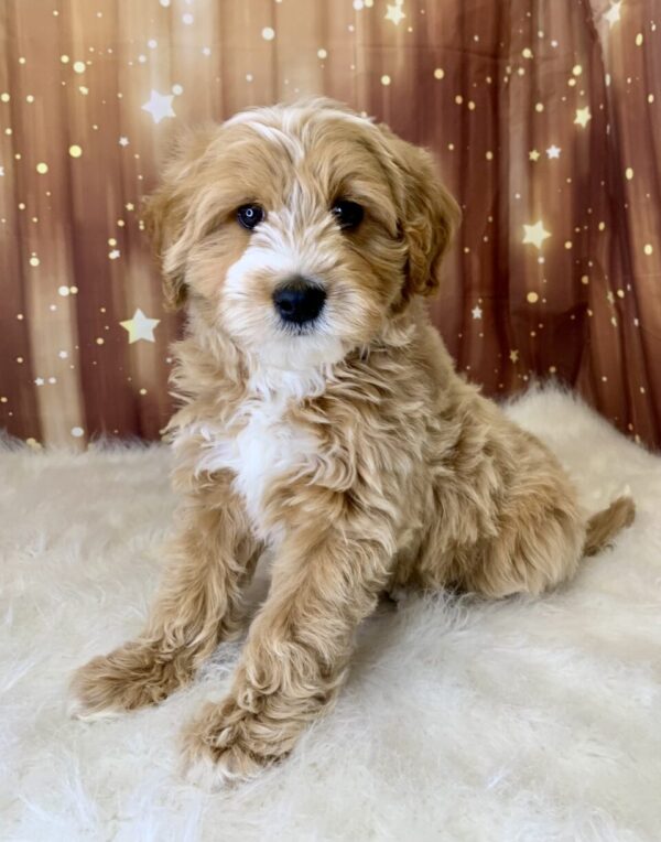 gino-600x764 Gino (Male) Breed $1899.99 (Found Loving Home)