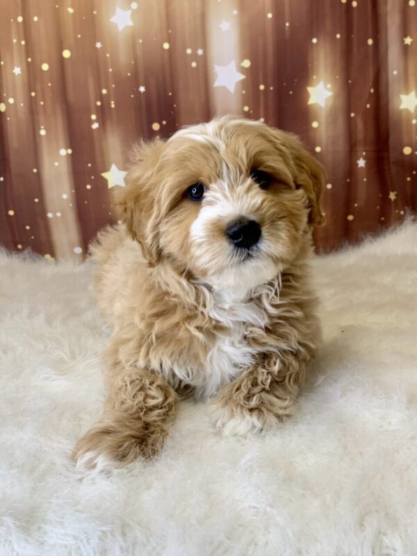 gino1-600x800 Gino (Male) Breed $1899.99 (Found Loving Home)