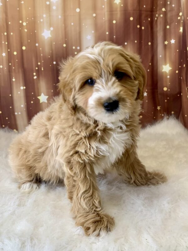 gino2-600x800 Gino (Male) Breed $1899.99 (Found Loving Home)