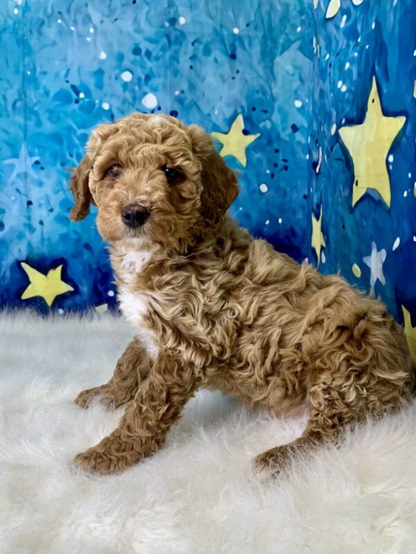 grover1-600x800 Grover (Male) Goldendoodle $1899.99 (Found Loving Home)