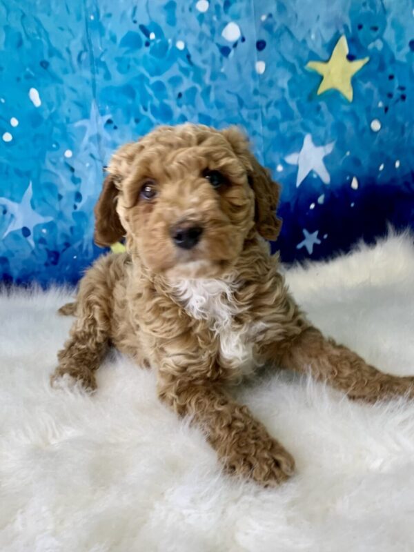 grover2-600x800 Grover (Male) Goldendoodle $1899.99 (Found Loving Home)