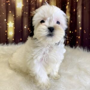 helly-300x300 Shelly (Female) Shihpoo $1899.99