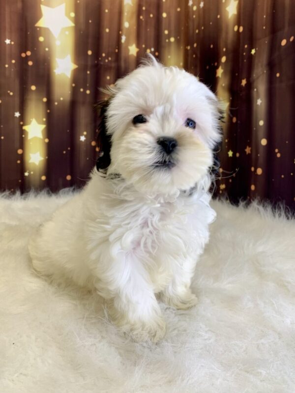 helly-600x800 Shelly (Female) Shihpoo $1899.99