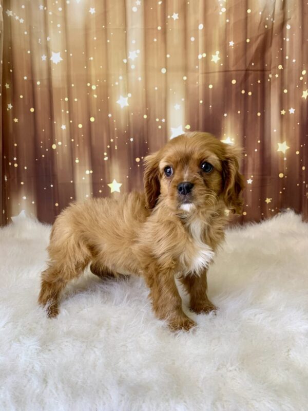 hris1-600x800 Chris (Male) Cavapoo $1899.99 (Found Loving Home)