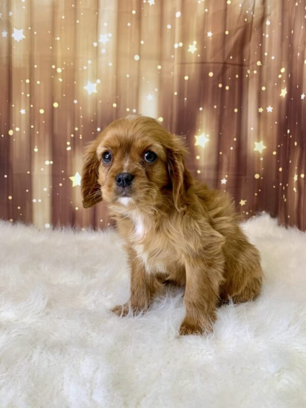 hris2-600x800 Chris (Male) Cavapoo $1899.99 (Found Loving Home)