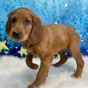 ilanna-300x300 Ilana (Female) Irish Setter $1899.99 (Found Loving Home)