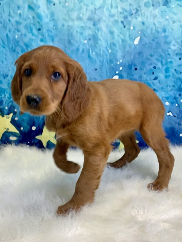ilanna-600x800 Ilana (Female) Irish Setter $1899.99 (Found Loving Home)