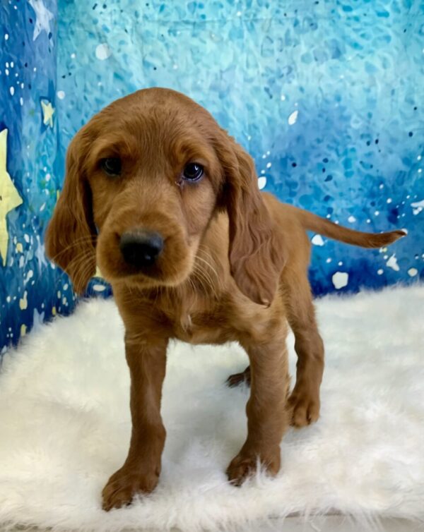 ilanna1-600x754 Ilana (Female) Irish Setter $1899.99 (Found Loving Home)