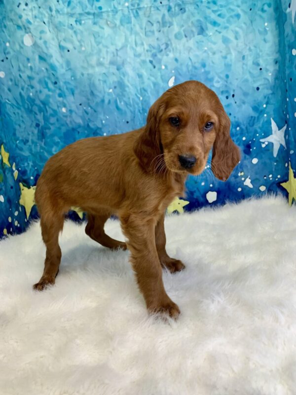 ilanna2-600x800 Ilana (Female) Irish Setter $1899.99 (Found Loving Home)