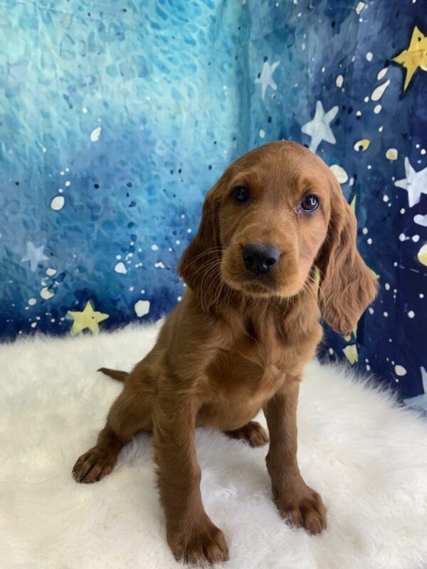 ilanna3-600x800 Ilana (Female) Irish Setter $1899.99 (Found Loving Home)