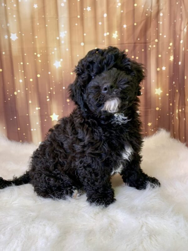 illiam1-600x800 Winston (Male) Woodle $1899.99 (Found Loving Home)