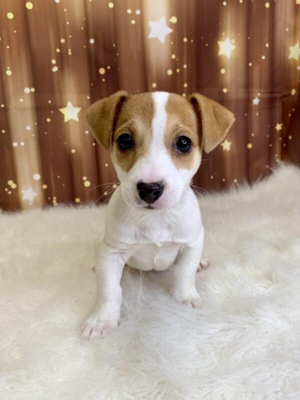 jake-600x800 Jake (Male) Jack Russell $1899.99 (Found Loving Home)