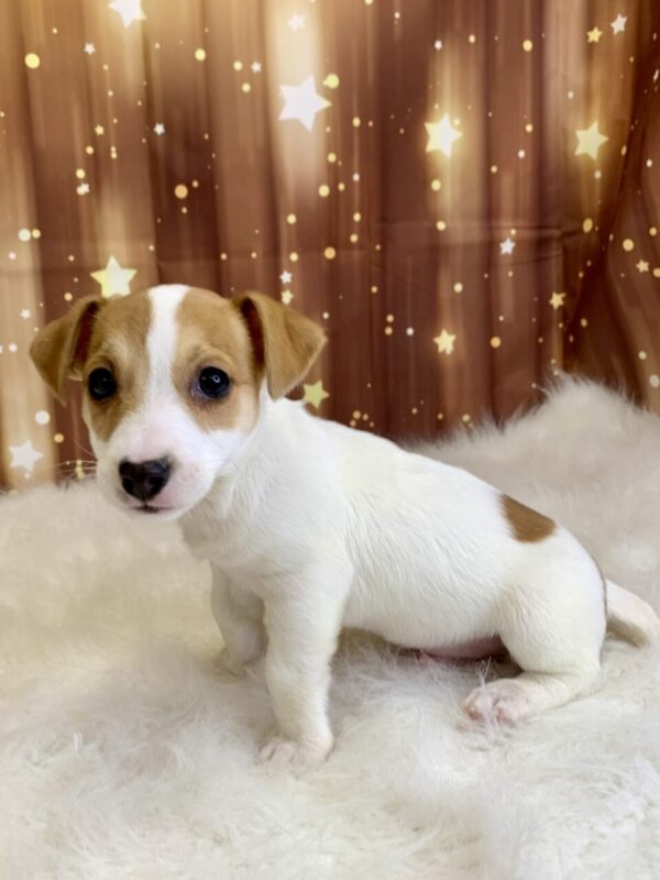 jake1-600x800 Jake (Male) Jack Russell $1899.99 (Found Loving Home)