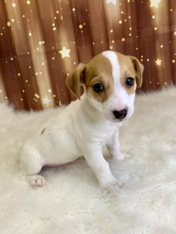 jake2-600x800 Jake (Male) Jack Russell $1899.99 (Found Loving Home)