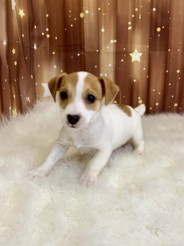 jake3-600x800 Jake (Male) Jack Russell $1899.99 (Found Loving Home)