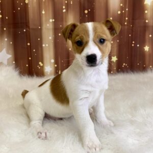 jet-300x300 Jet (Male) Jack Russell $1899.99
