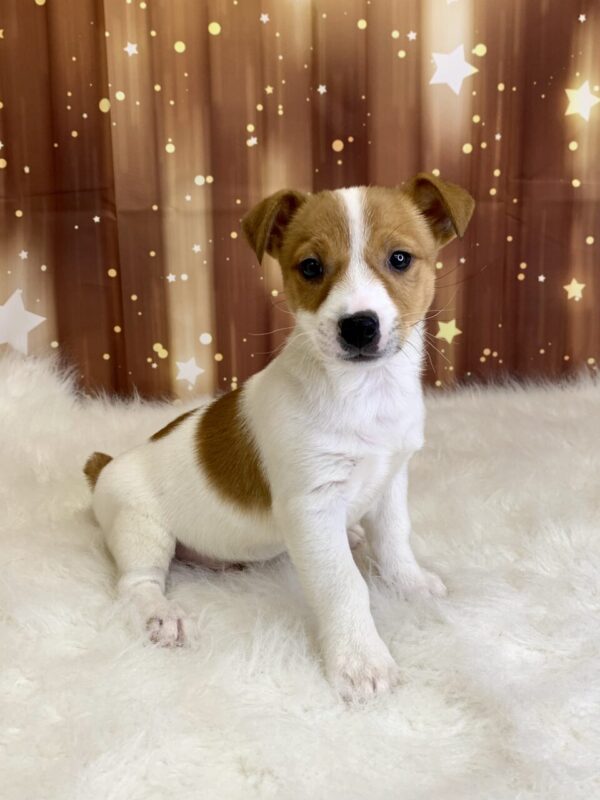 jet-600x800 Jet (Male) Jack Russell $1899.99