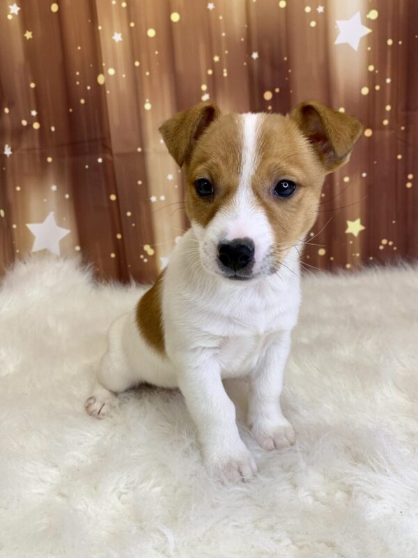 jet1-600x800 Jet (Male) Jack Russell $1899.99